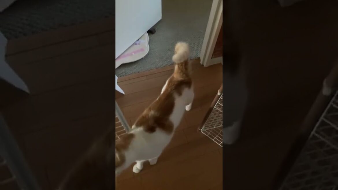 【ｱﾒﾘｶﾝｶｰﾙmocca】目覚めると目の前に猫ｗ起きていくとずっとついてくる猫がかわいいｗ #shorts  #猫 #アメリカンカール #cat