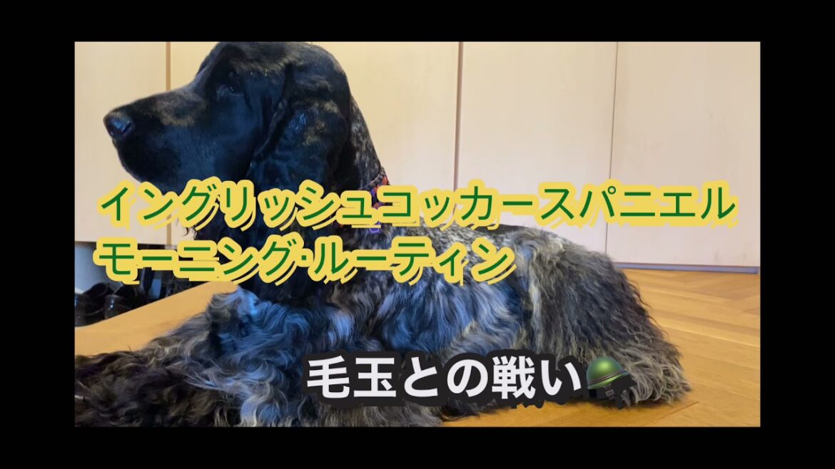 #08 イングリッシュコッカースパニエル　モーニング・ルーティン