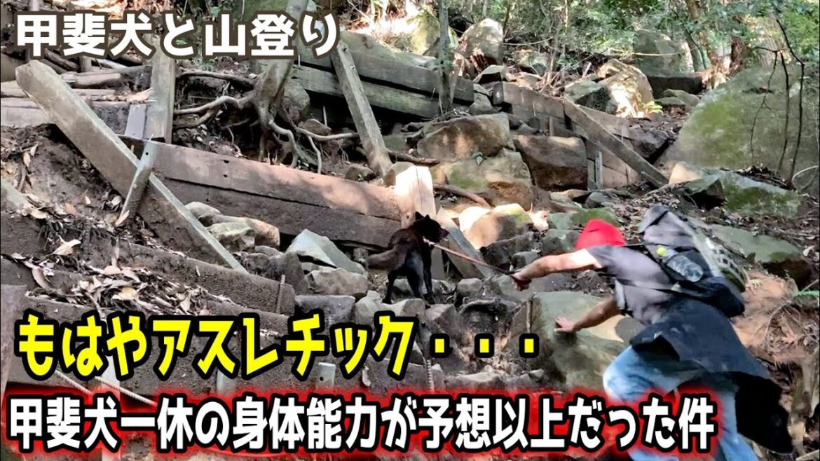 甲斐犬一休の身体能力が予想以上だった件【筑波山２】