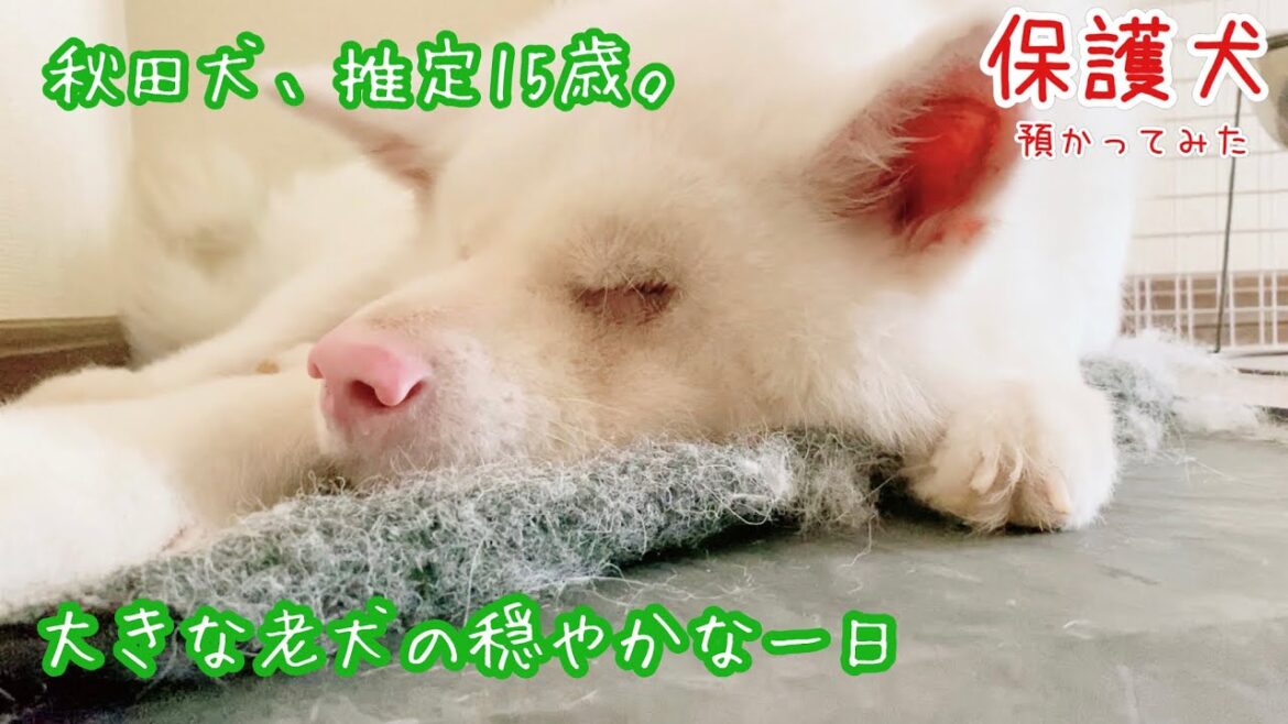 【老犬との暮らし】推定15歳の秋田犬の一日。