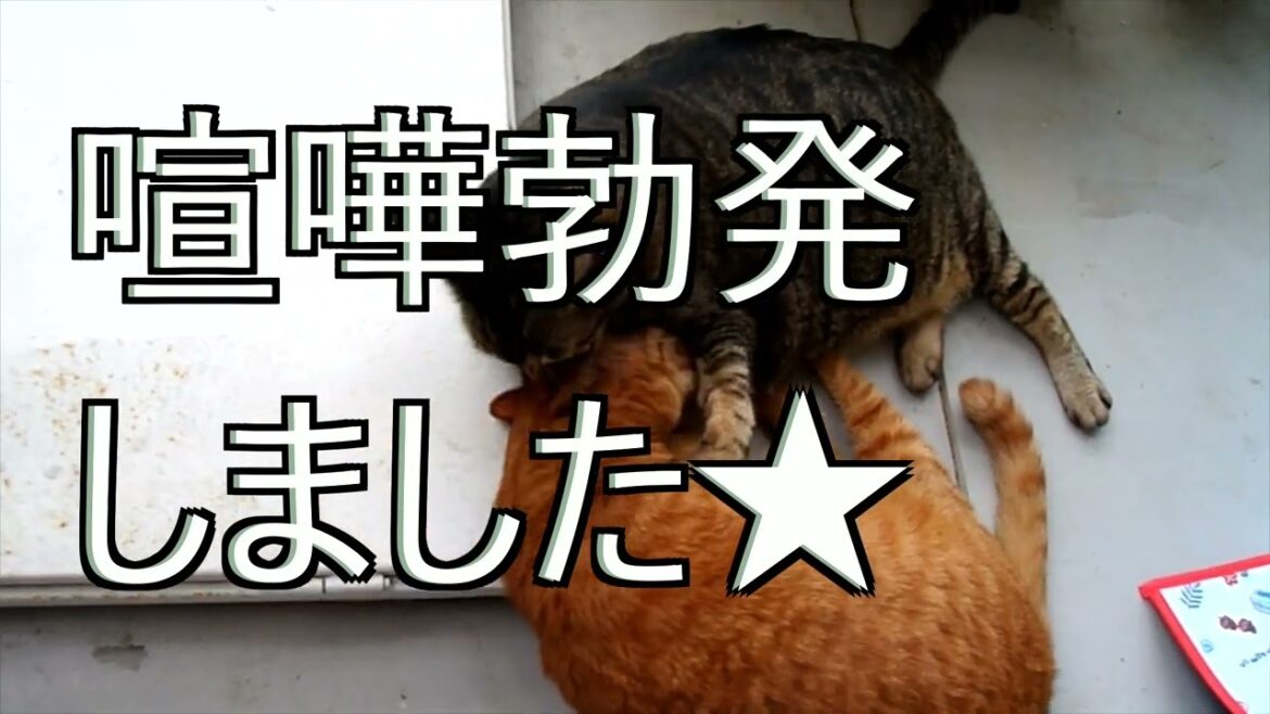 【喧嘩】癒しの猫動画を撮影中、喧嘩勃発❕★【日本猫のにゃらんとギンジ】