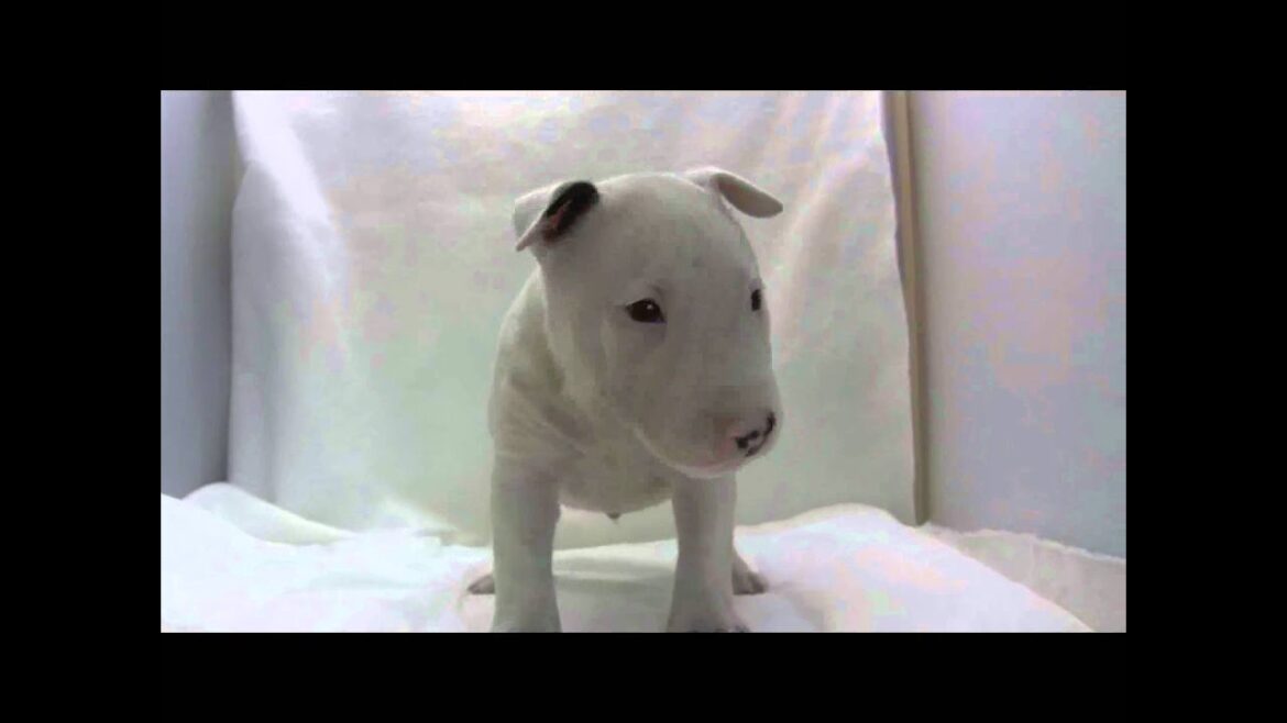 ミニチュアブルテリアの子犬06