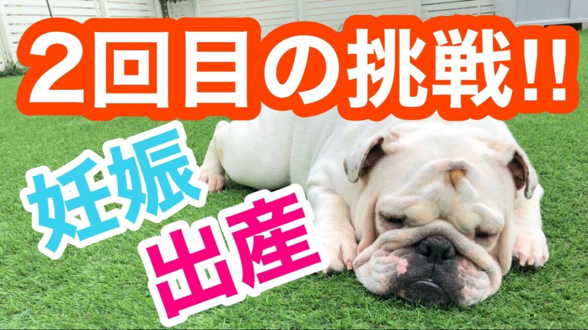 ブルドッグの交配🐶　交配適期って？