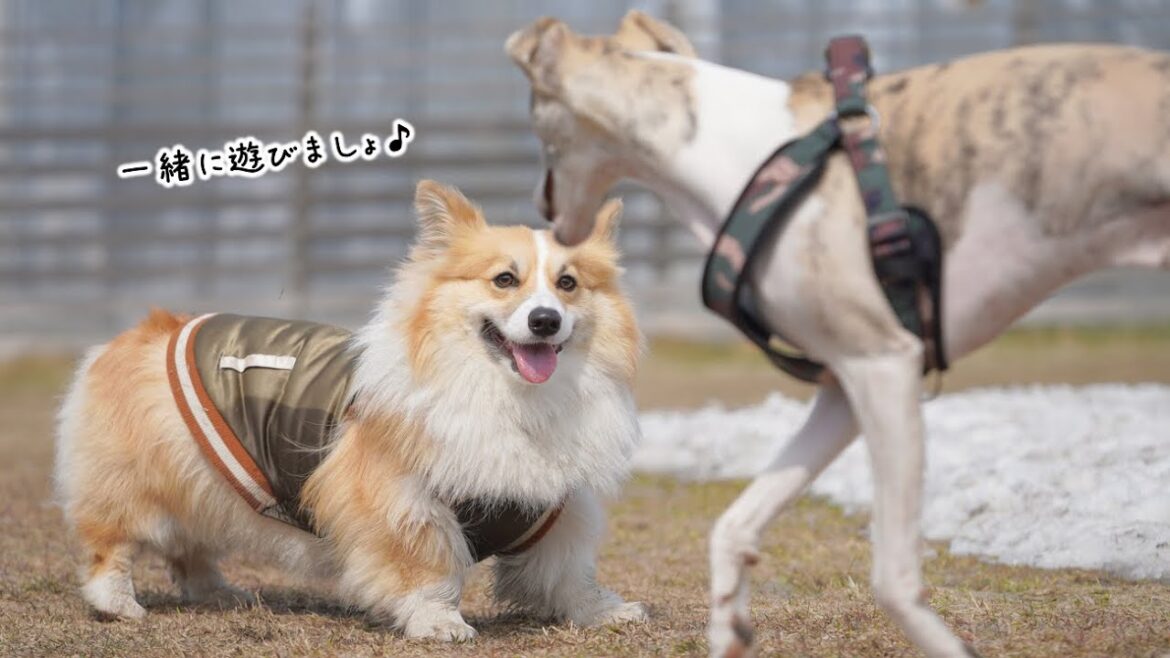 コーギーとウィペットの微笑ましいワンプロ勝負をしてきました【ドッグラン】