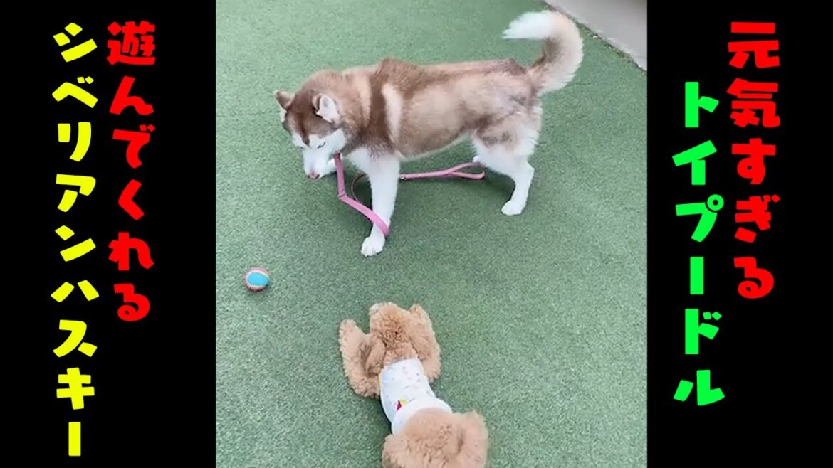 【トイプ犬】元気すぎるトイプードルと遊んでくれるシベリアンハスキーのワンプロが可愛すぎる【因幡はねる / あにまーれ】 #Shorts