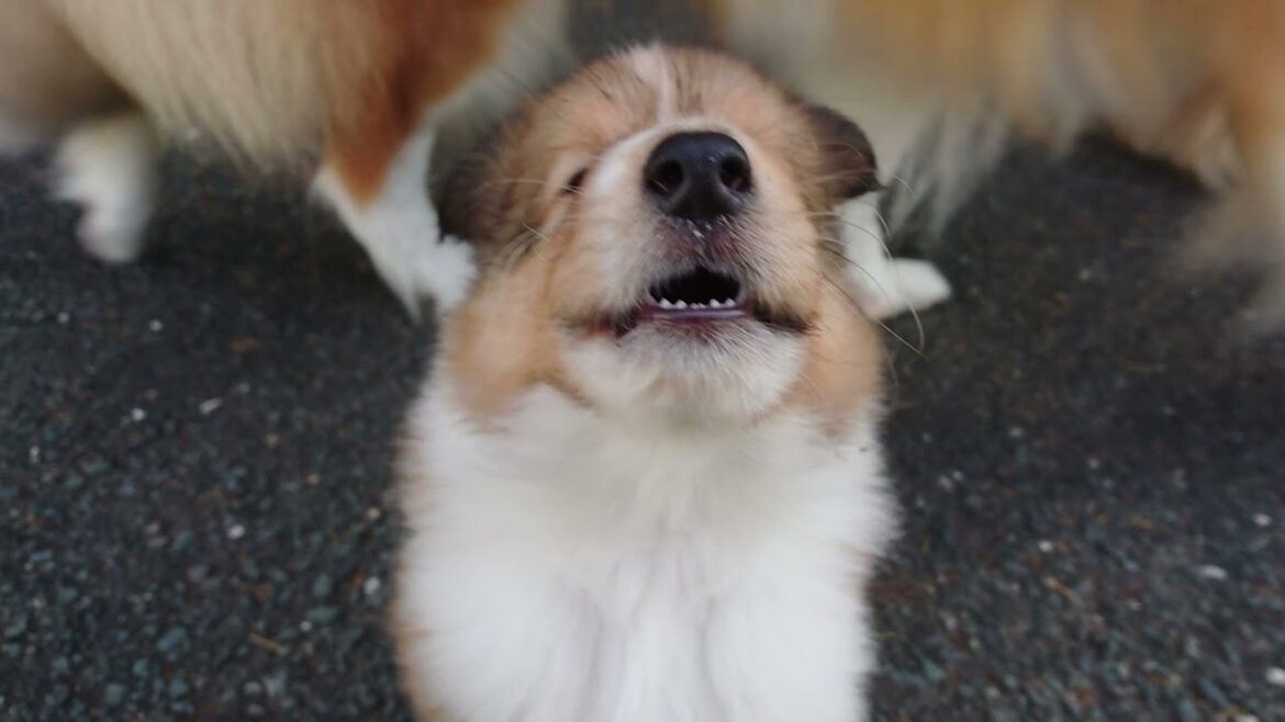ラフコリーMotherlakecollies　ミコの子　生後38日20211006a
