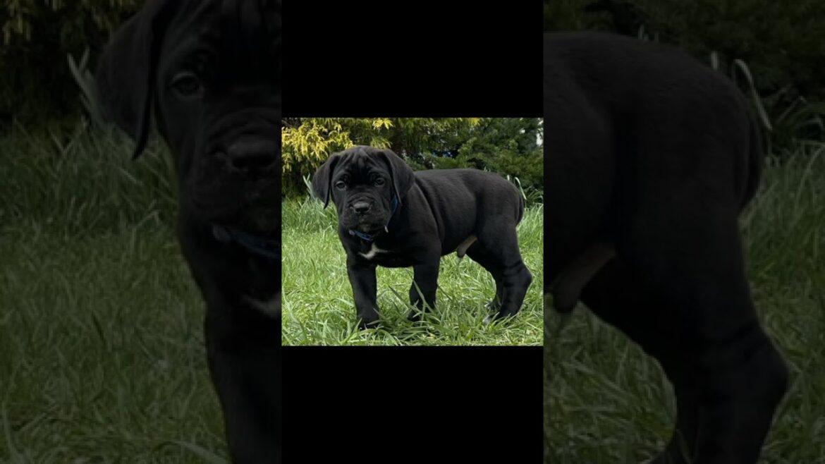 Cane corso dog,😡 aggression #short video