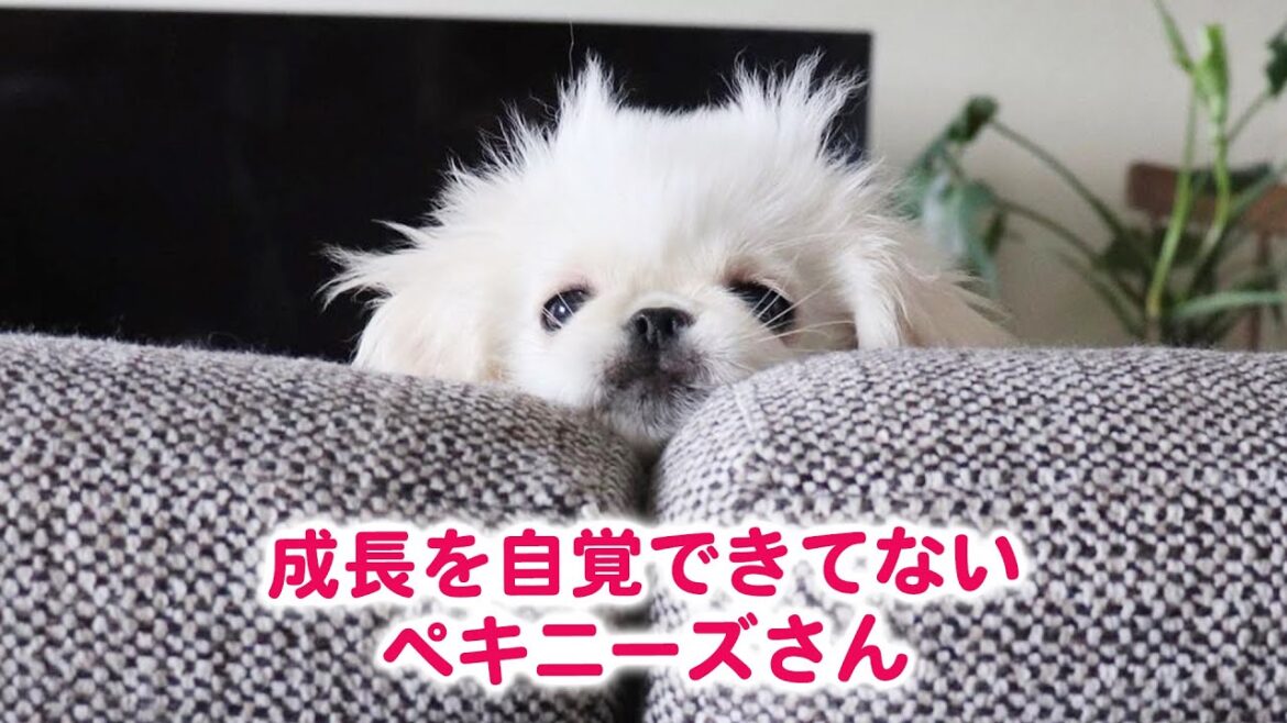 ペキニーズのムーチョくんは、成長を自覚できてない！？ 小さい頃のように本棚にギュギュッと入ろうとするけど……？