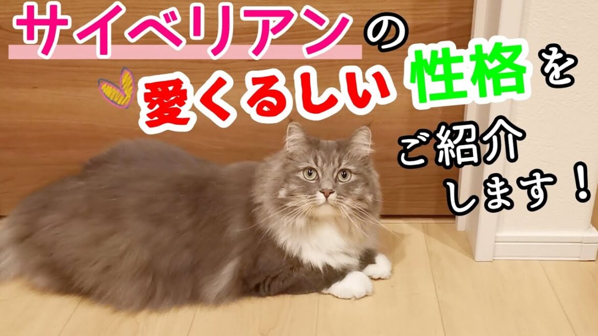 誰もが好きになっちゃうような、そんなサイベリアン猫の性格をご紹介します!【サイベリアンのラフィ#172】 誰もが好きになっちゃうような、そんなサイベリアン猫の性格をご紹介します!【サイベリアンのラフィ#172】