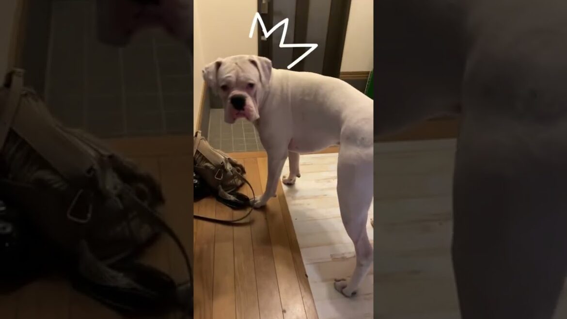 やばい見つかった💦ボクサー犬