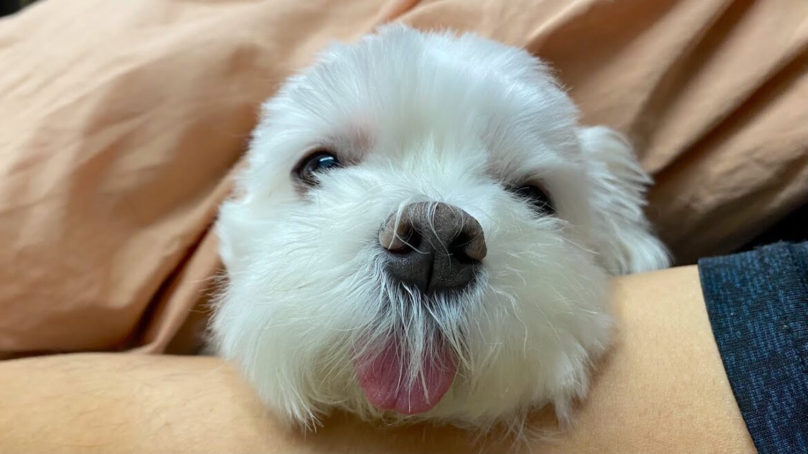 寒くなって愛犬が更に甘えん坊になりました【マルチーズ】