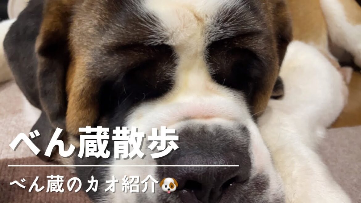 【セントバーナード】べん蔵のカオを紹介します🐶このカオに毎日癒されています💕