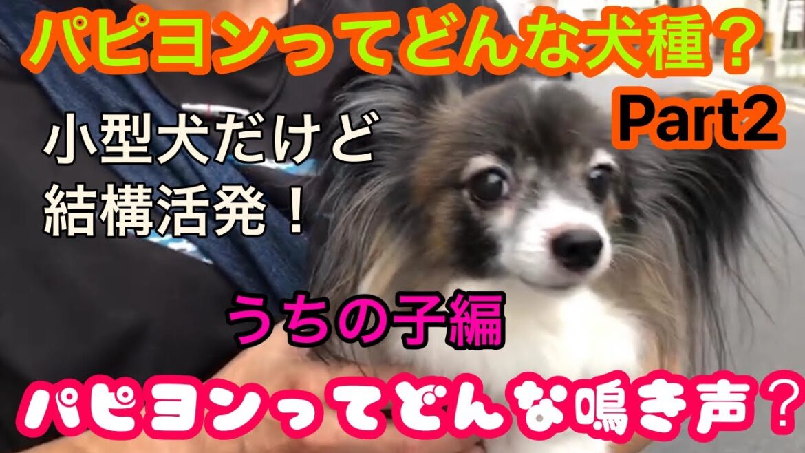 パピヨンって飼いやすい？どんな犬種？Part2〜パピヨンの鳴き声って？どのくらい大きくなるの？〜うちの子編