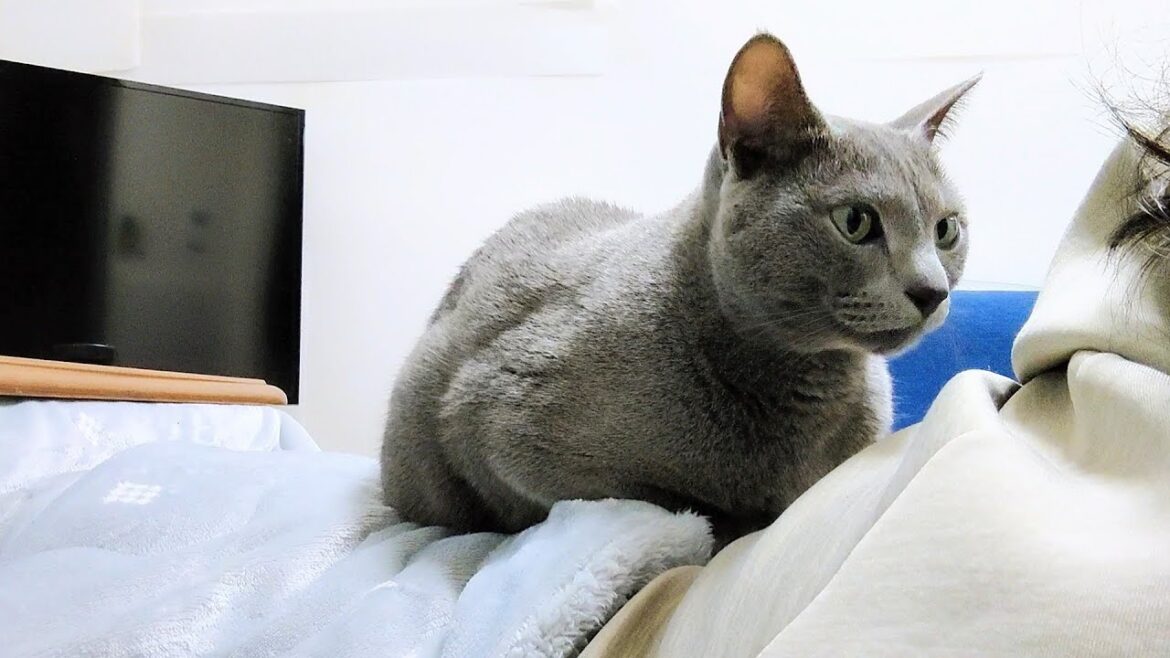 【猫動画】いつも嫁に寄り添ってくれるロシアンブルー【russianbule】Russian Blue who always snuggles up to his wife