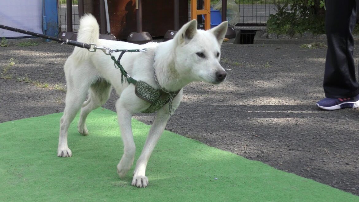 紀州犬,Kishu Inu(dog),和歌山城公園動物園,Zoo next to Wakayama castle,Japan