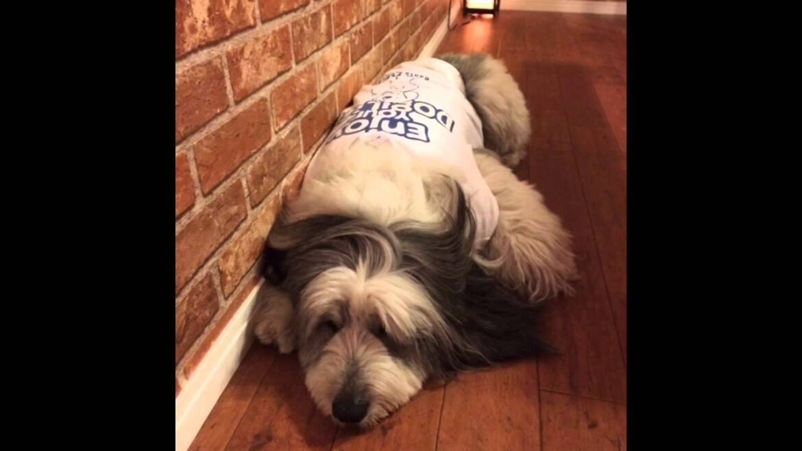 Polish lowland sheepdog Happy Birthday, melon. 5/21/2015. のコピー