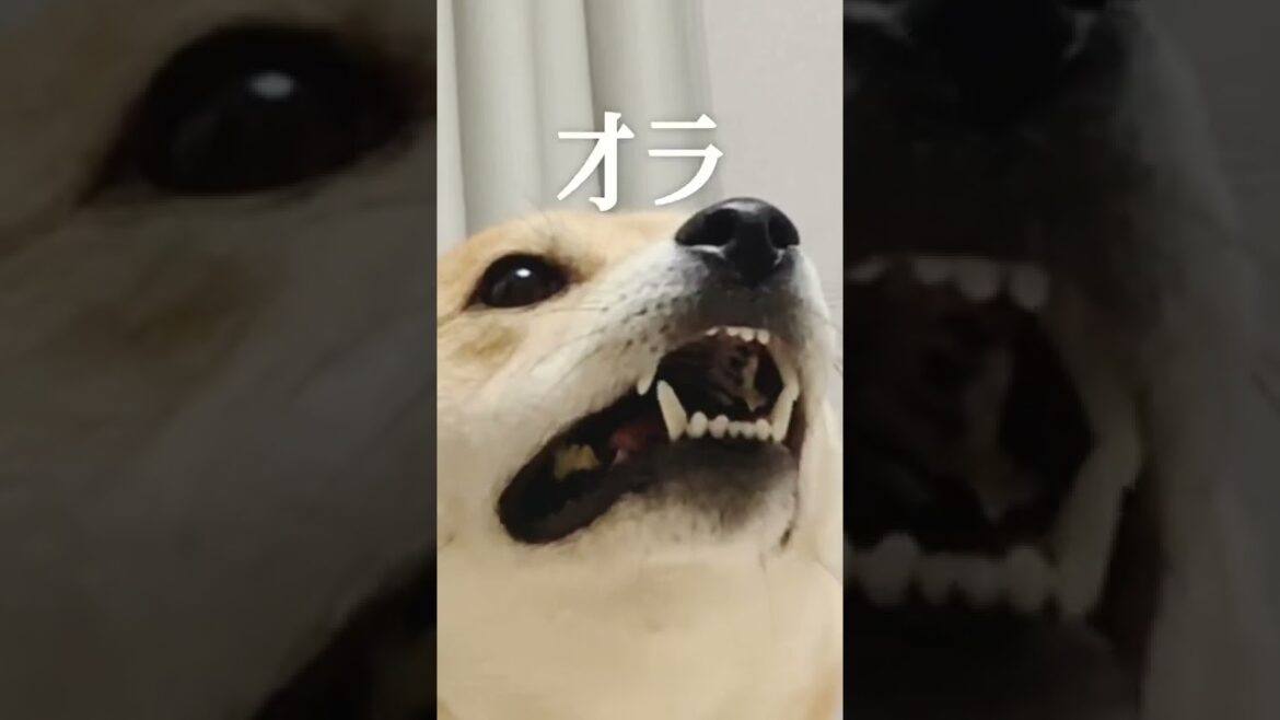 柴犬こむぎのすべらない１発芸