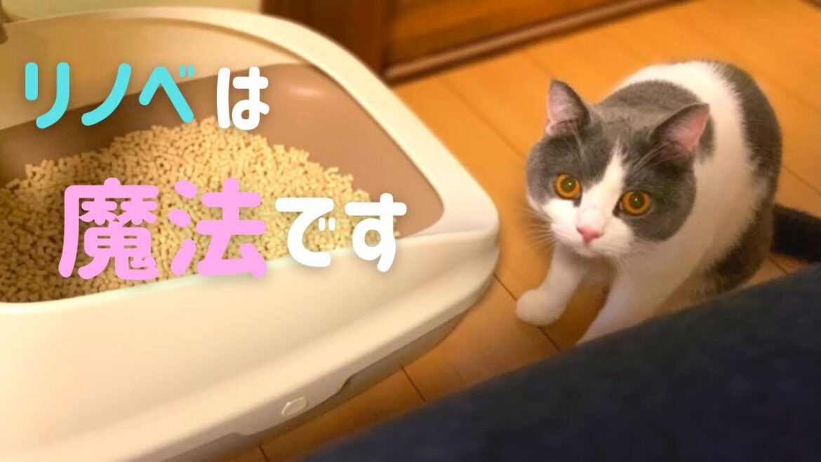 トイレに色々不満なハチワレ猫【ブリティッシュショートヘア】 トイレに色々不満なハチワレ猫【ブリティッシュショートヘア】