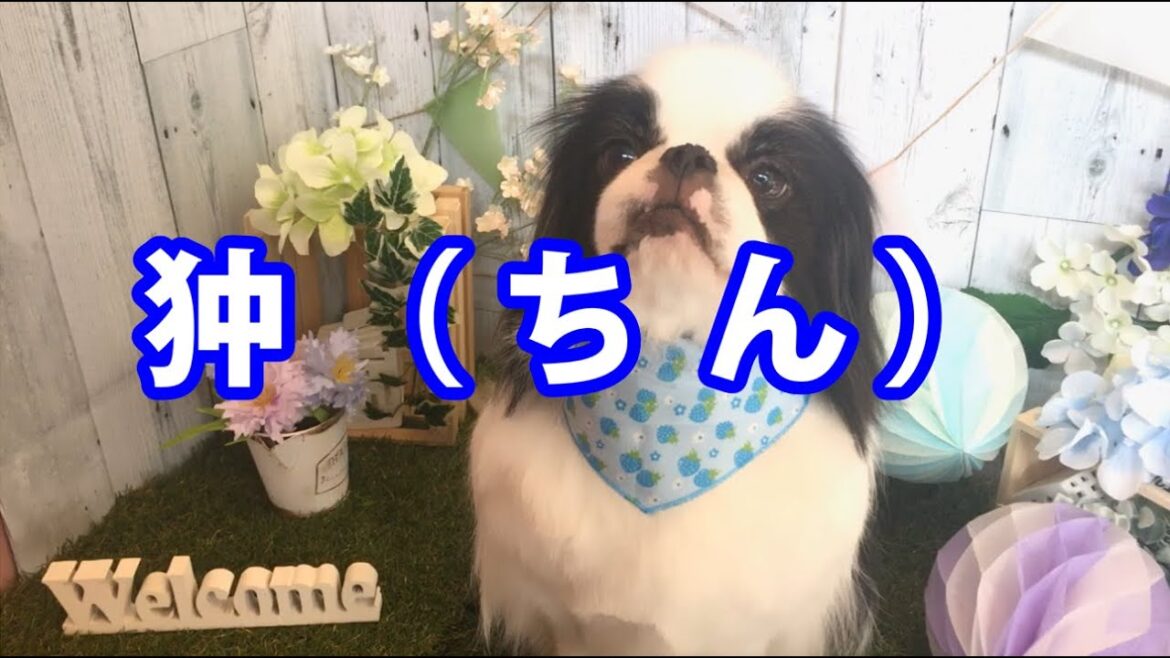 狆（ちん）のトリミング