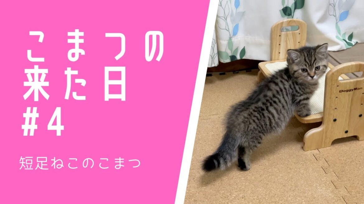 【こまつの来た日#4】おうちに来てすぐに探索開始 #Shorts 【こまつの来た日#4】おうちに来てすぐに探索開始 #Shorts