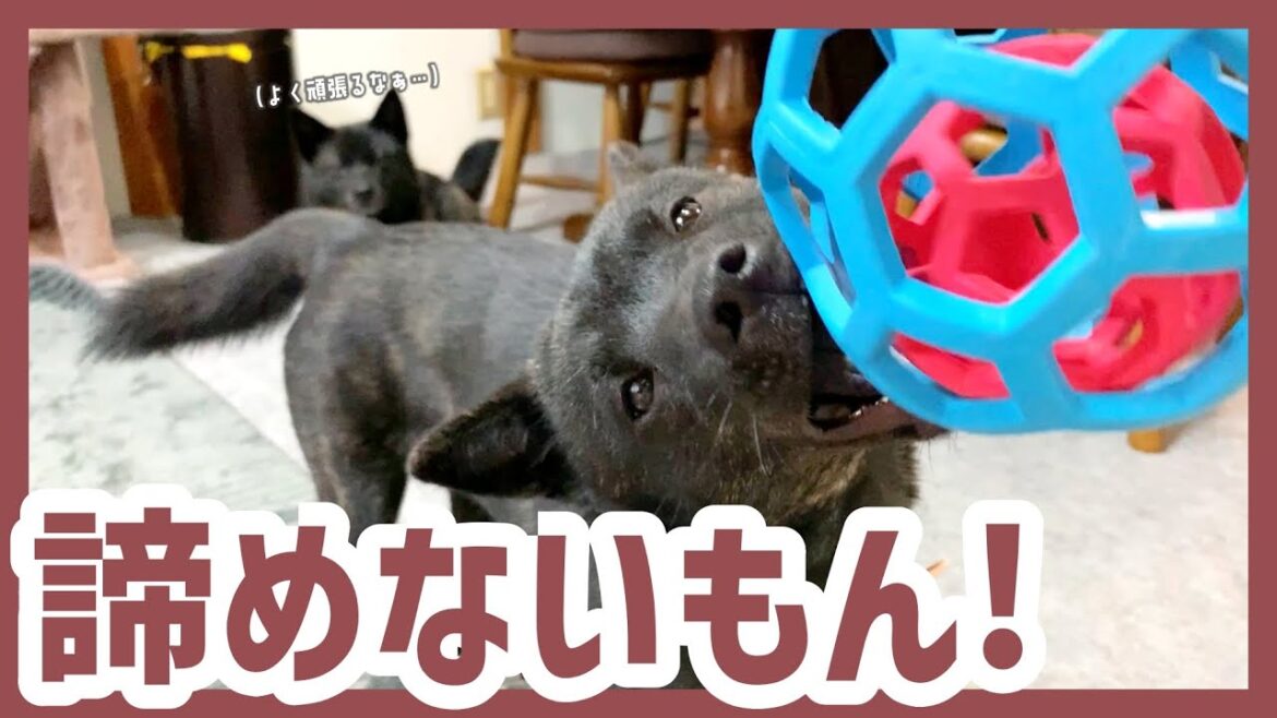 【甲斐犬】絶対に取れないボールに夢中になる子犬と、それを菩薩のように見守る成犬