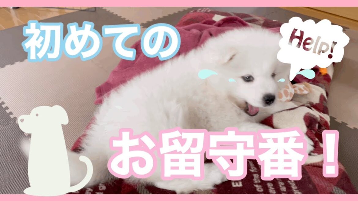 ［サモエド犬ミール］初めてのお留守番