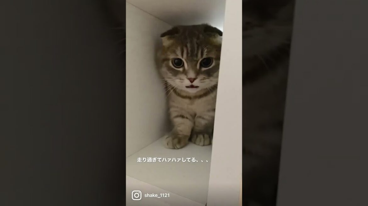 走り過ぎてつかれた猫がこちら   #マンチカン #短足マンチカン #Shorts