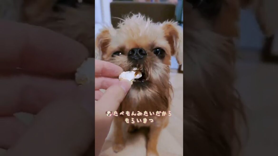 【ブリュッセルグリフォン】初めてのポップコーン🍿一生懸命たべてるけど ほぼ出てきちゃうころ助🐶#shorts #犬 #愛犬
