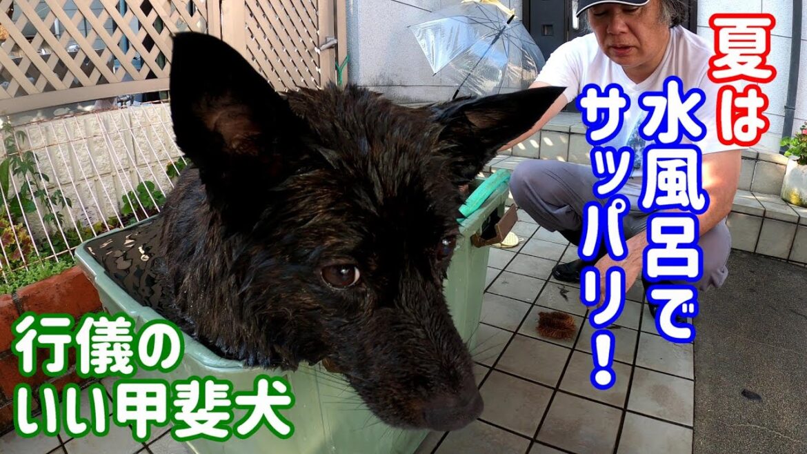 暑い日は水風呂です。-　甲斐犬いち