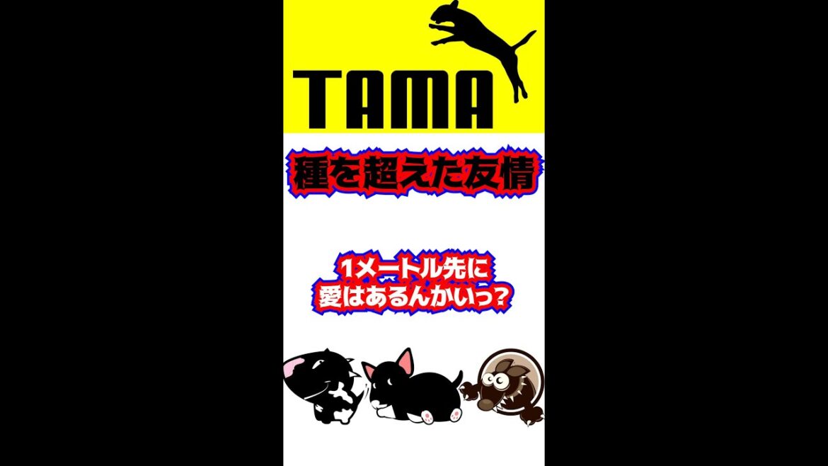 【犬のブルテリア】たま　種を超えた友情 #shorts