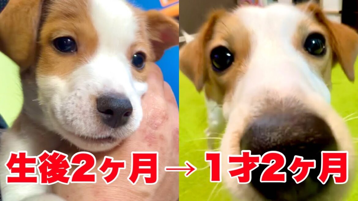 【成長】出会いの日の映像を初公開！［しゃべる犬 ジャックラッセルテリア］