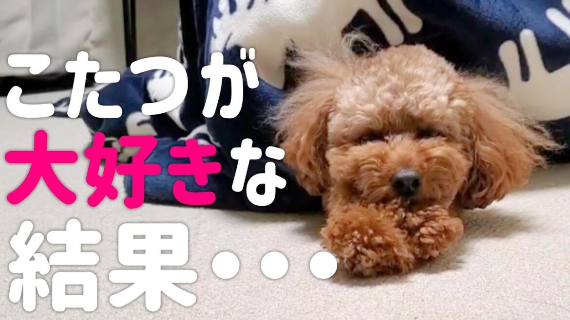 こたつが大好きすぎるトイプードルがヤバイ！