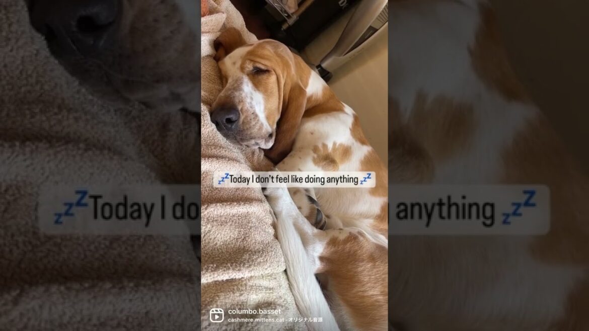 His face is so adorable when he take a nap /昼寝の顔が可愛すぎるバセットハウンド #bassethound #バセットハウンド #いぬ