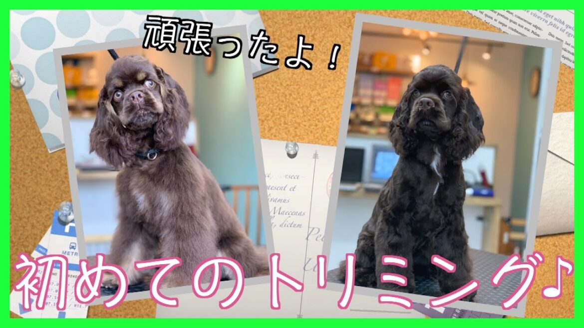 トリミング！アメリカン・コッカー・スパニエル「桜ちゃん」＆「夢芽ちゃん」ご来店♪