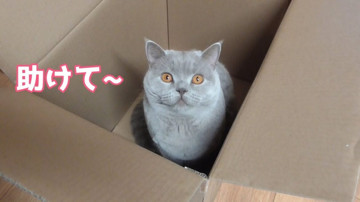 箱から出れなくて助けを求める猫【ブリティッシュショートヘア】