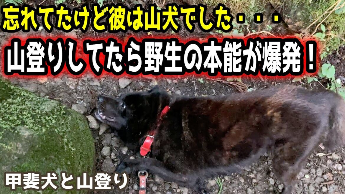 甲斐犬一休と山登り!野生の本能が止まらない【筑波山3】 甲斐犬一休と山登り!野生の本能が止まらない【筑波山3】