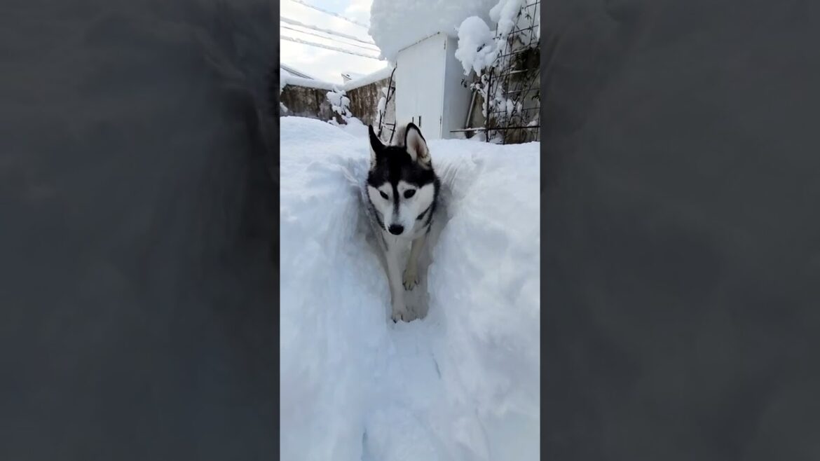 ハスキー犬が一発芸します#shorts