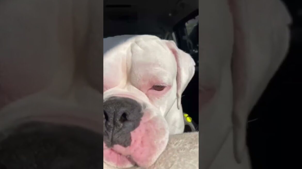 車の中は眠くなる〜😴ゴールデンレトリバー　ボクサー犬