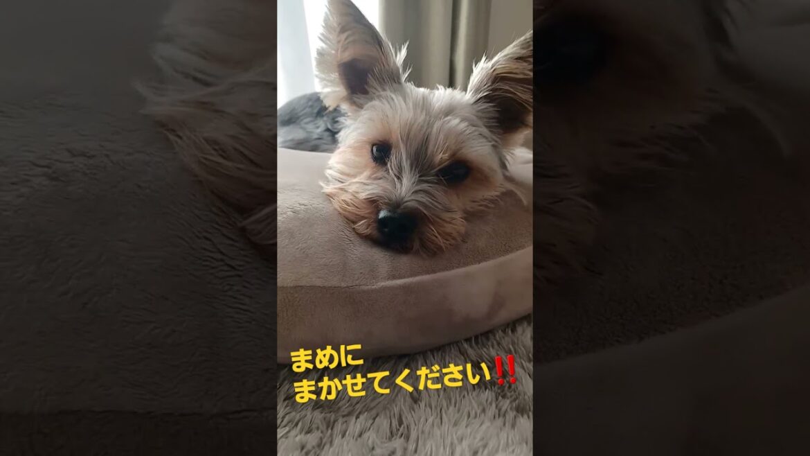 疲れた飼い主さんを独自の癒し方でしてくれるヨークシャテリア犬#short