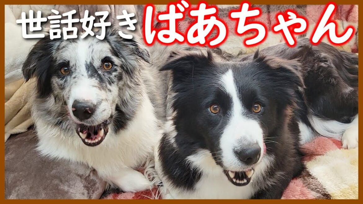 【生後35日目】祖母犬を子犬たちに会わせるとこうなります😂【ボーダーコリー】