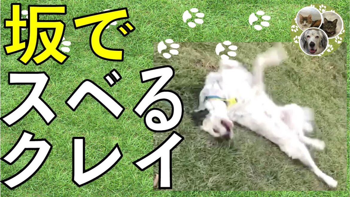 イングリッシュセッター / クー /  芝生坂　背中すべり