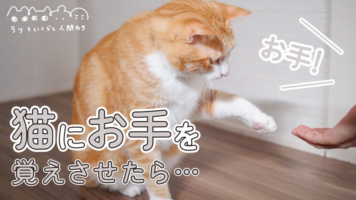 猫が4日でお手を覚えました 猫が4日でお手を覚えました