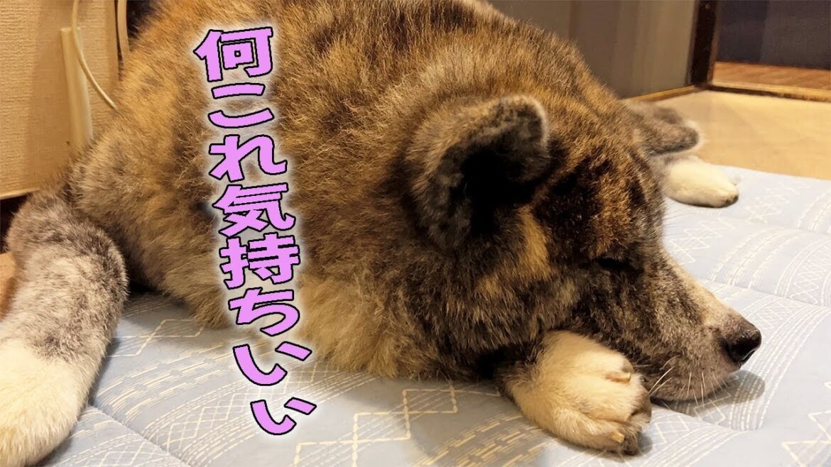 【秋田犬】新アイテムの気持ち良さに気がついた秋田犬秋馬とお菊【大型犬】【akita dog】