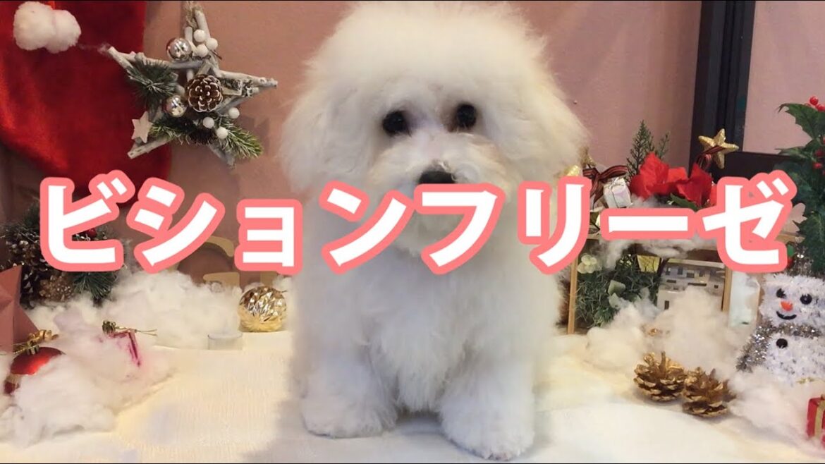 ビション・フリーゼのトリミング