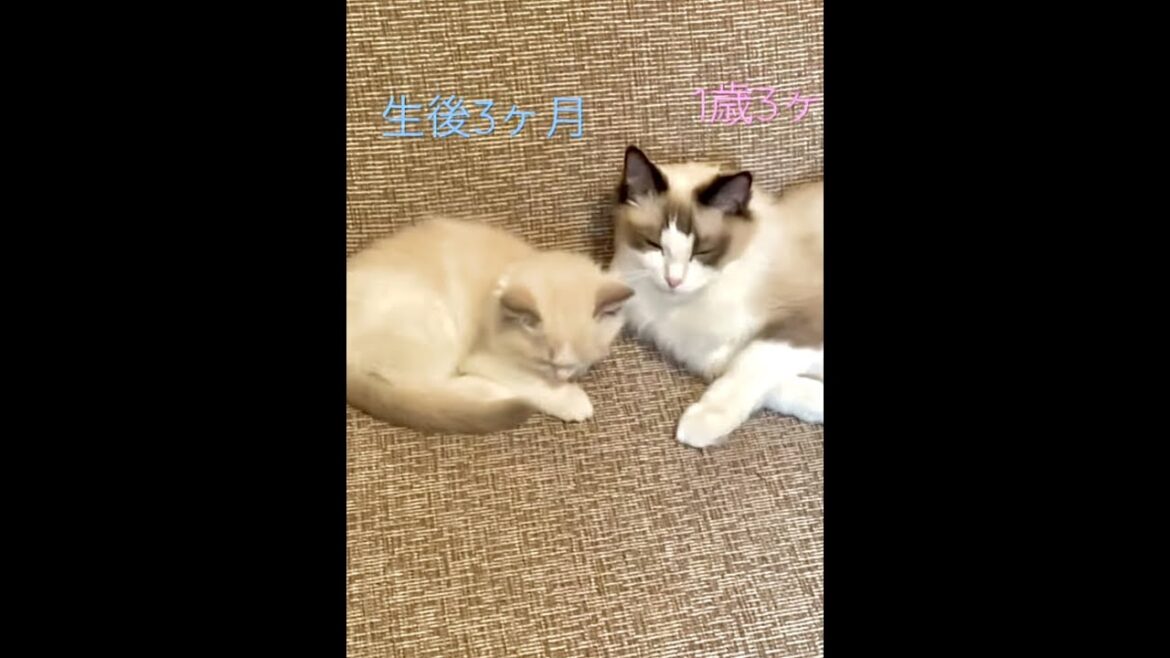 世界一重いと言われるオスラグドールキャットの成長スピードがメスと比較してみて半端なかった件