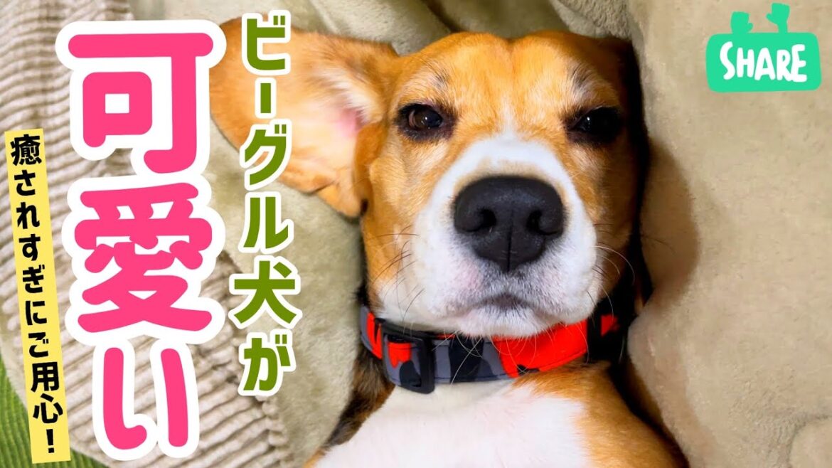 ビーグル好きの ビーグル愛しかないビデオ♡