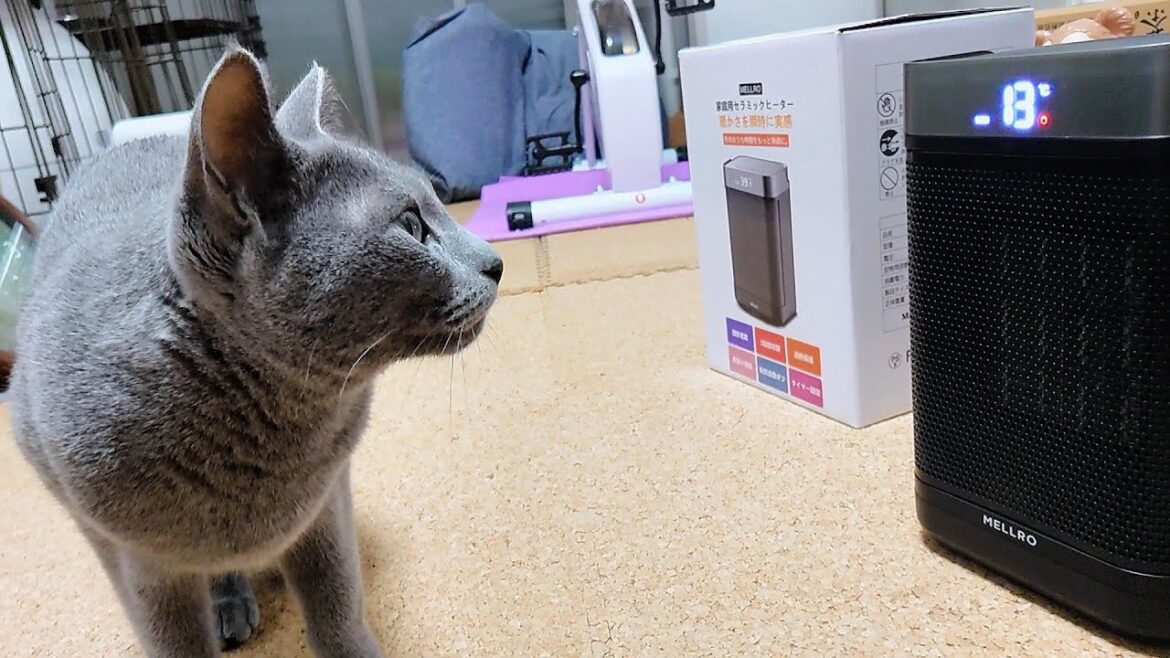 【猫動画】ロシアンブルーと初めてのヒーター【russianbule】Russian blue and the first heater