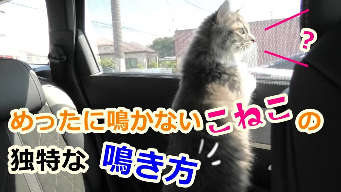 サイベリアンの子猫の特徴的な鳴き声がかわいい【サイベリアンのラフィ#19】
