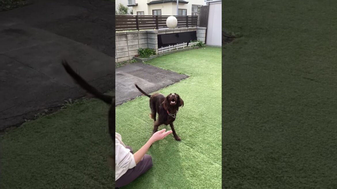 【フラットコーテッドレトリバー】ボールキャッチに挑戦！#shorts #犬 #dog