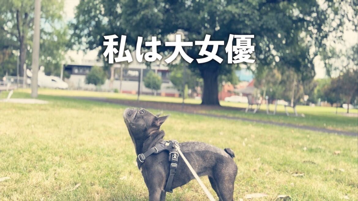手術直後の椎間板ヘルニア犬を外に連れ回したらどうなった？